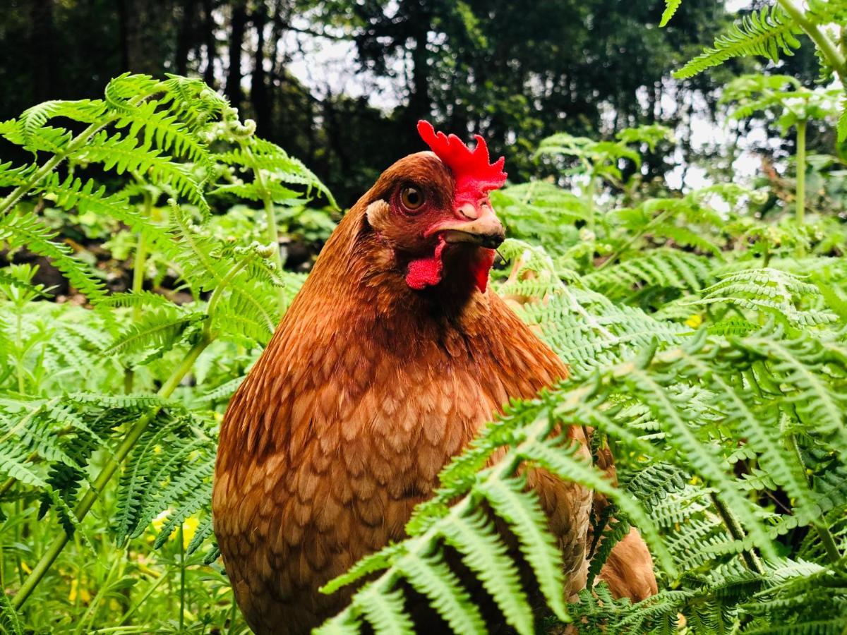 Quinta Pereirinha Farm - A Private 3 Bedroom Vacation Home, Close To Hiking W Ocean Views - Pico Island, Azores Sao Roque do Pico Ngoại thất bức ảnh